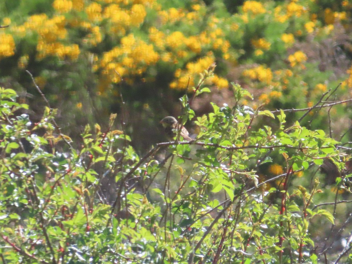 Ortolan Bunting - ML620481638