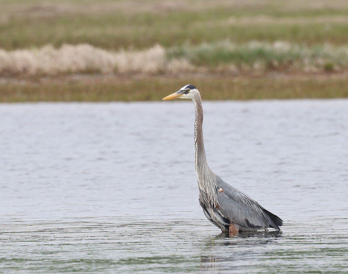 Great Blue Heron - ML620481642