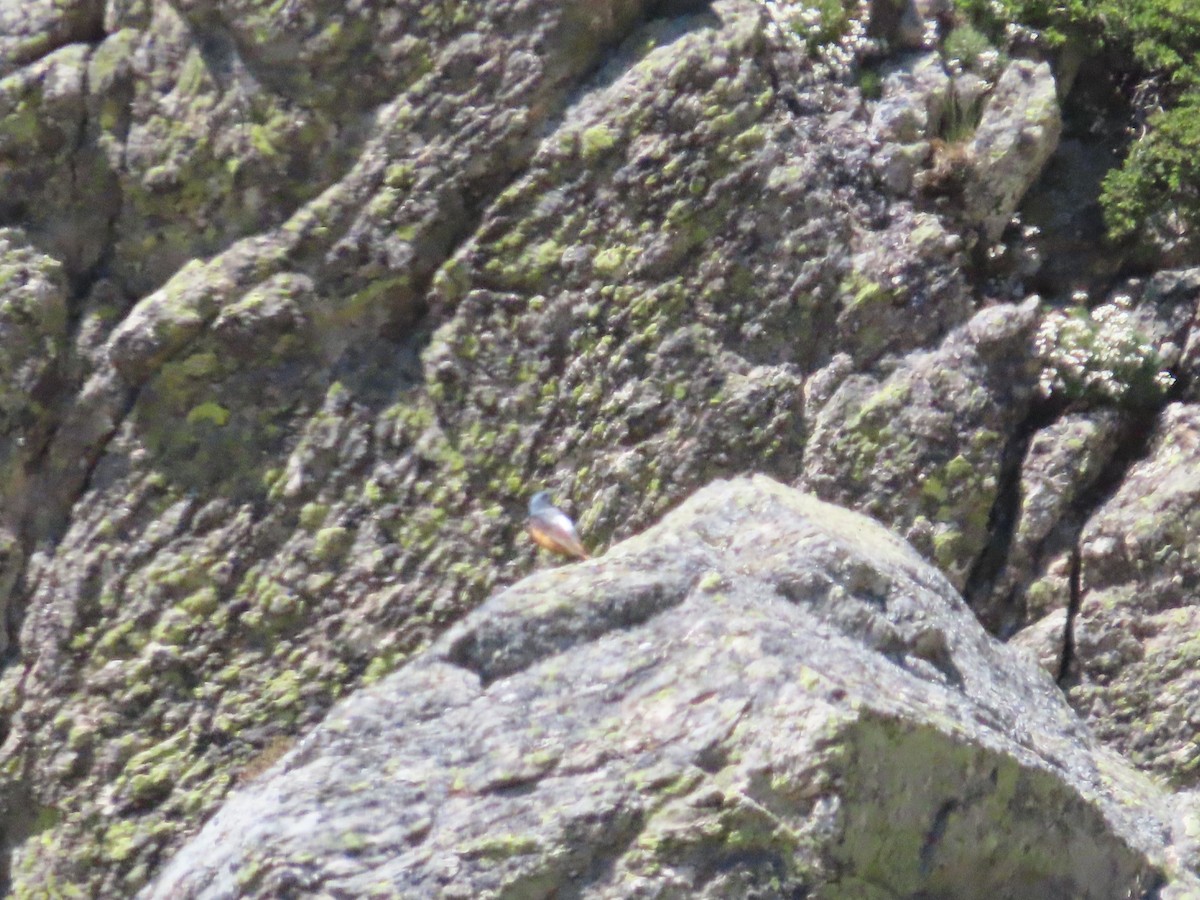 Rufous-tailed Rock-Thrush - ML620481643