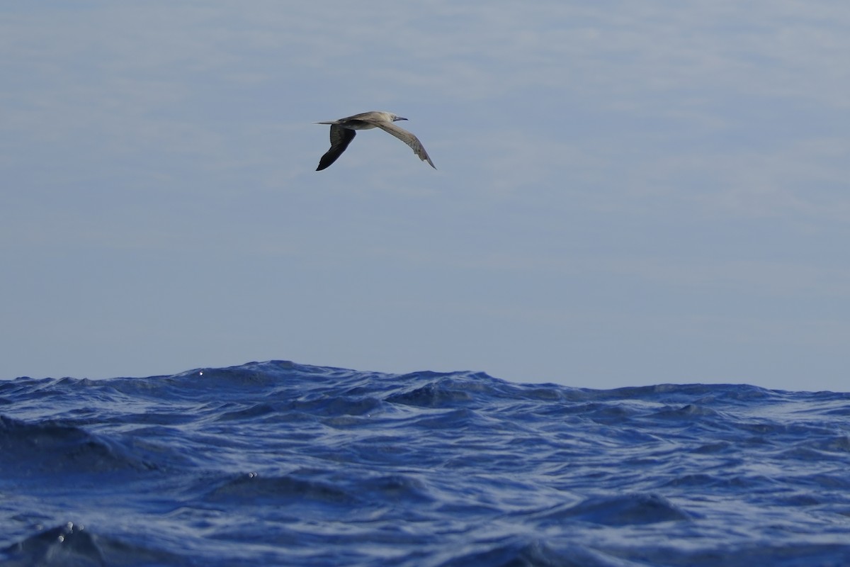 Red-footed Booby - ML620481644