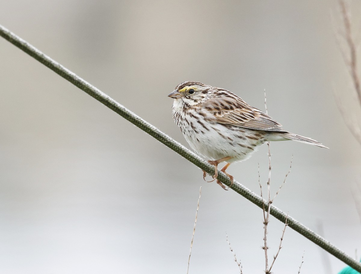 Savannah Sparrow - ML620481646