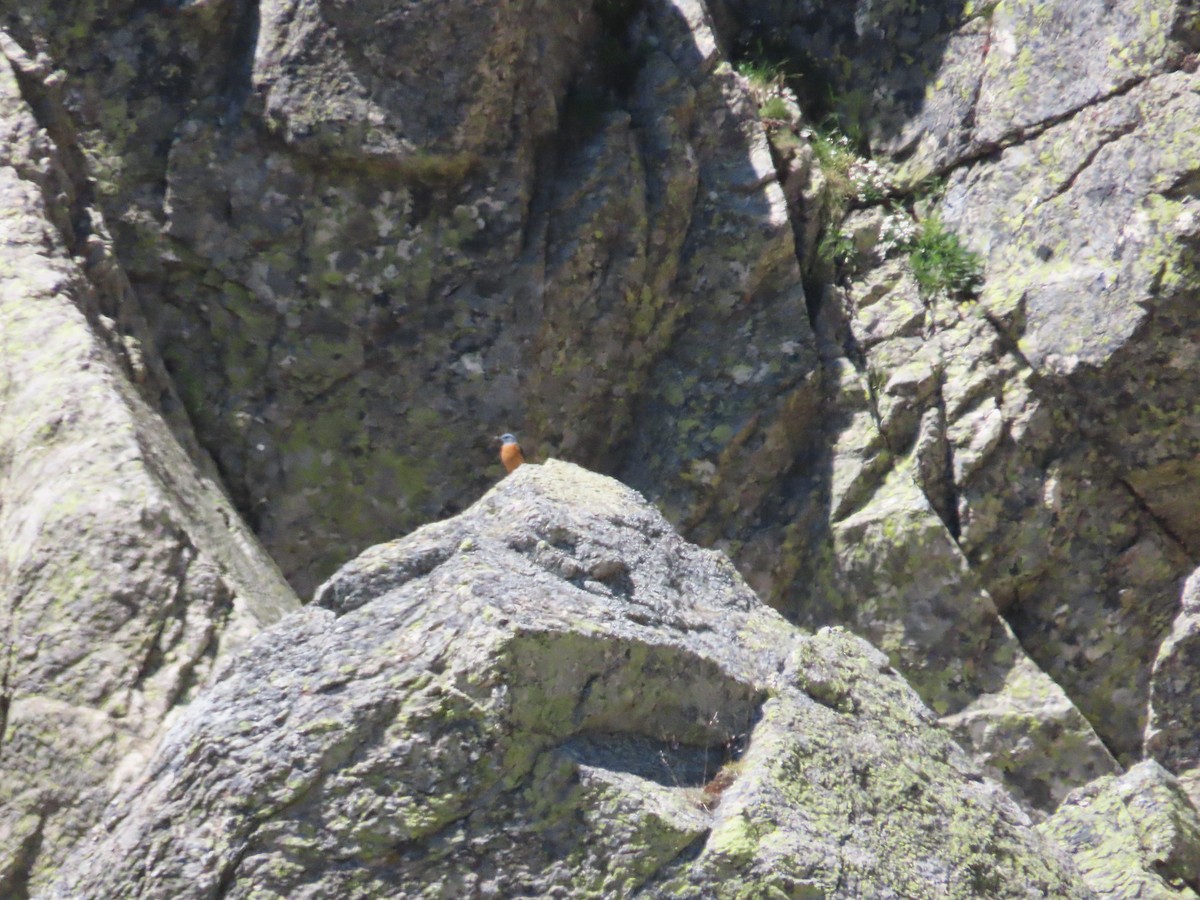 Rufous-tailed Rock-Thrush - ML620481647