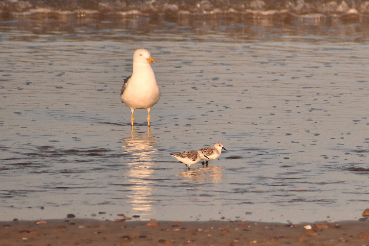 Bécasseau sanderling - ML620481650