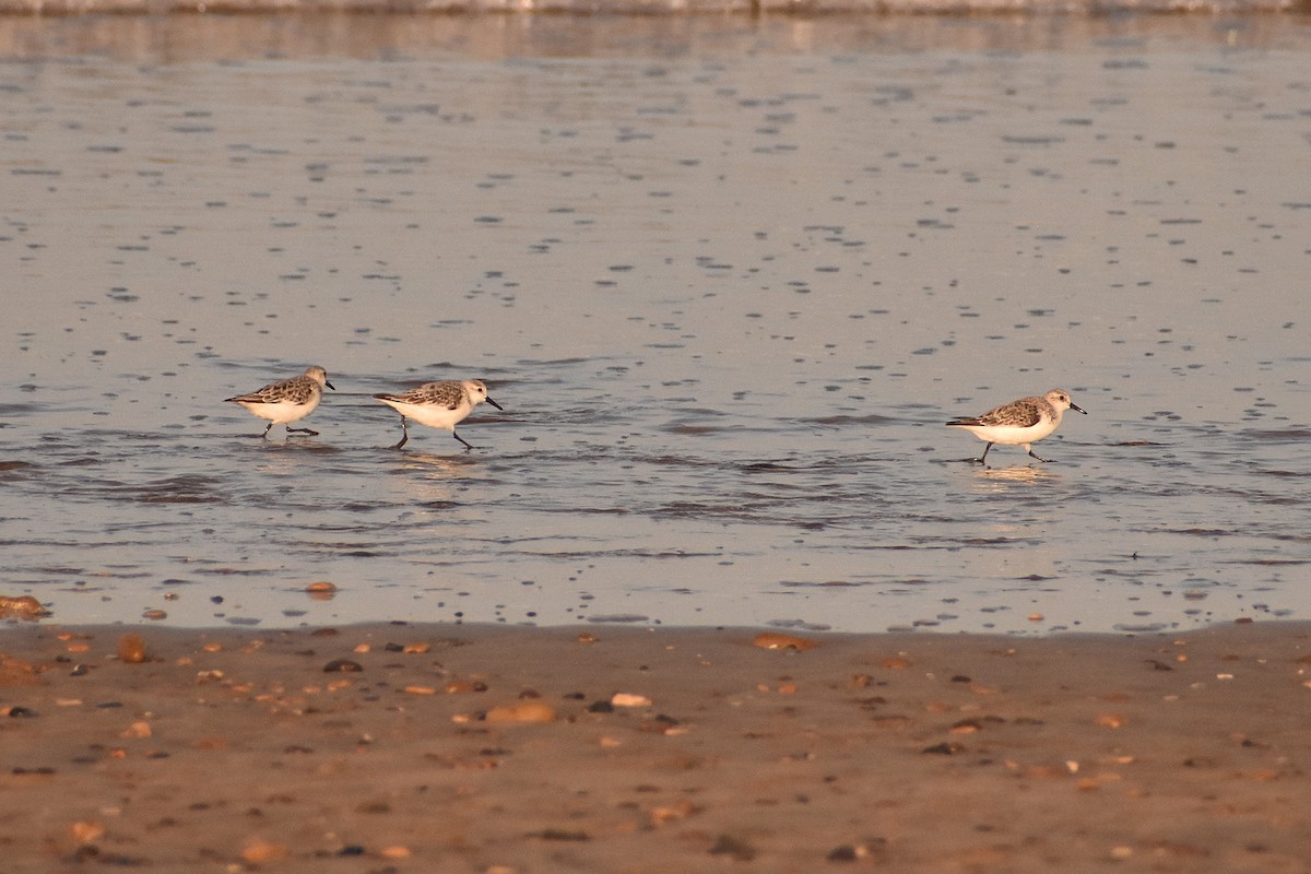 Bécasseau sanderling - ML620481651