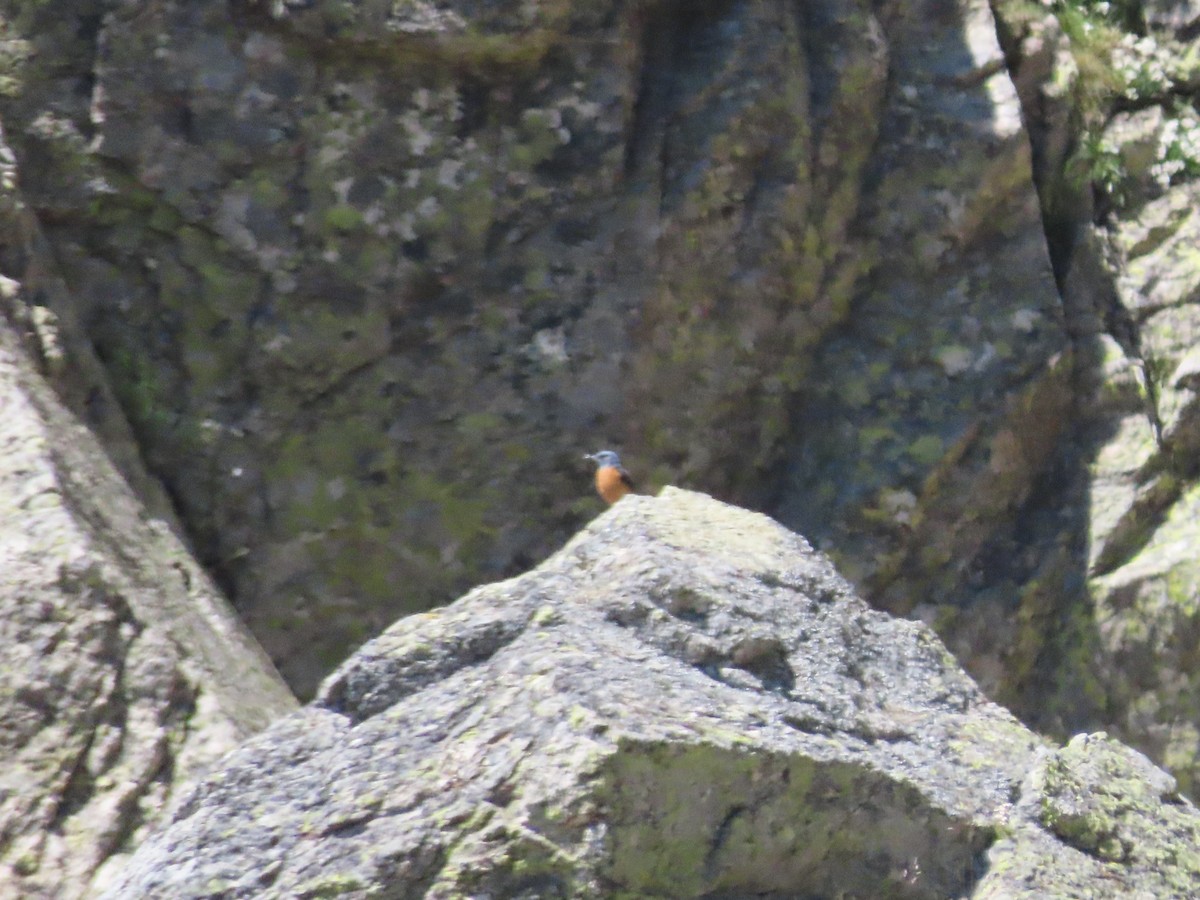 Rufous-tailed Rock-Thrush - ML620481654