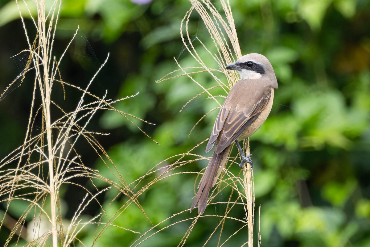 Brown Shrike - ML620481655