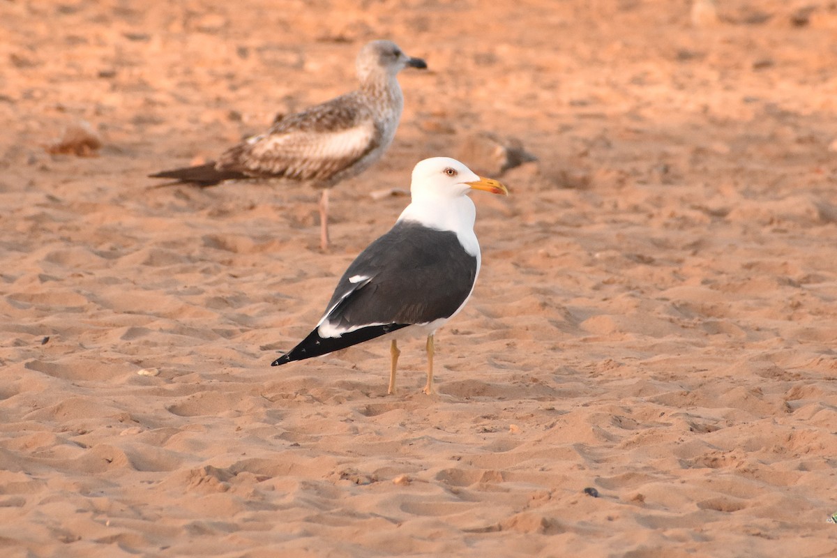 小黑背鷗 - ML620481658