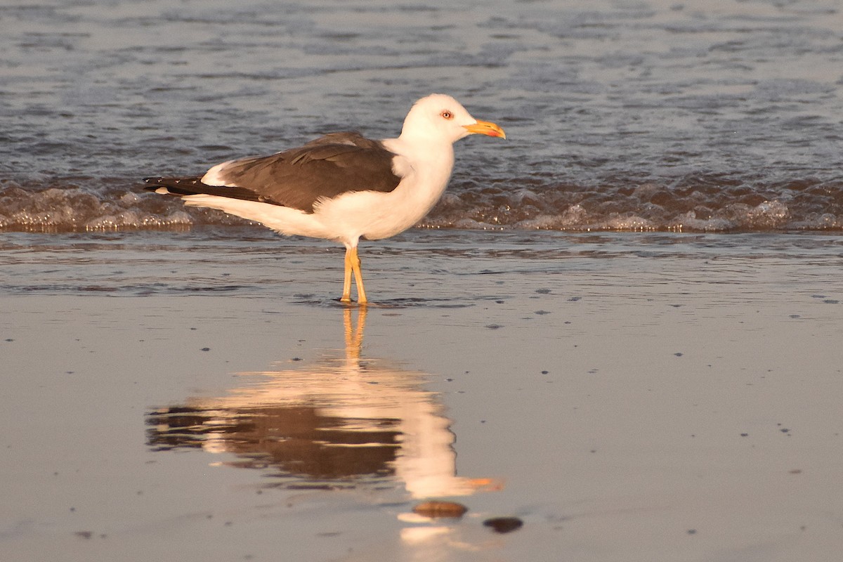 Lesser Black-backed Gull - ML620481659