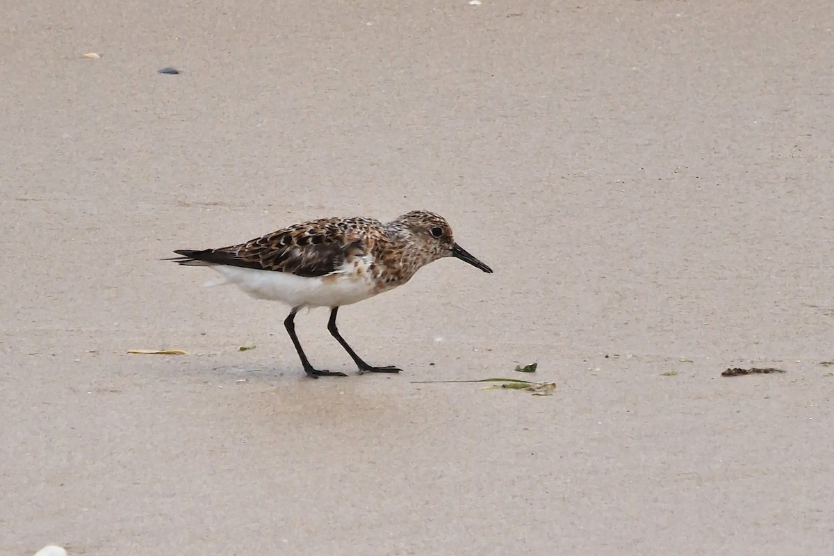 Sanderling - ML620481666