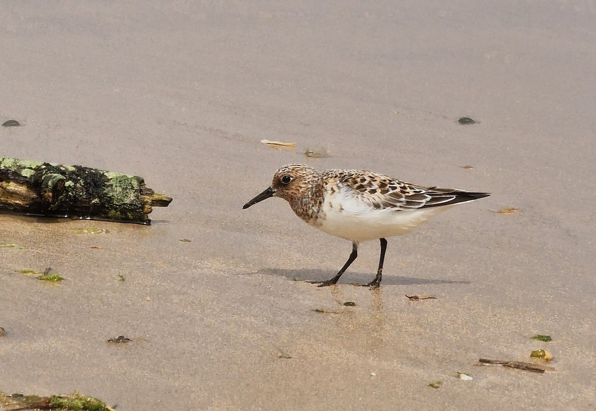 Sanderling - ML620481669