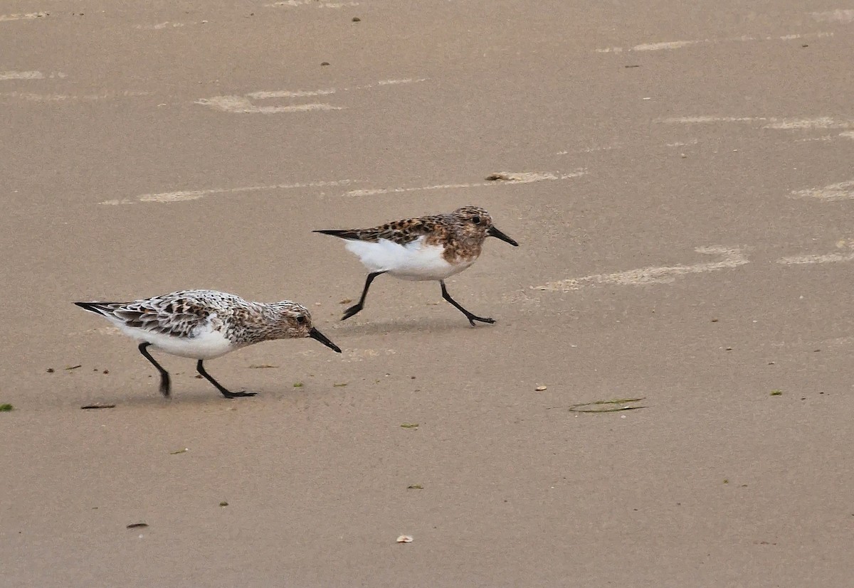 Sanderling - ML620481670