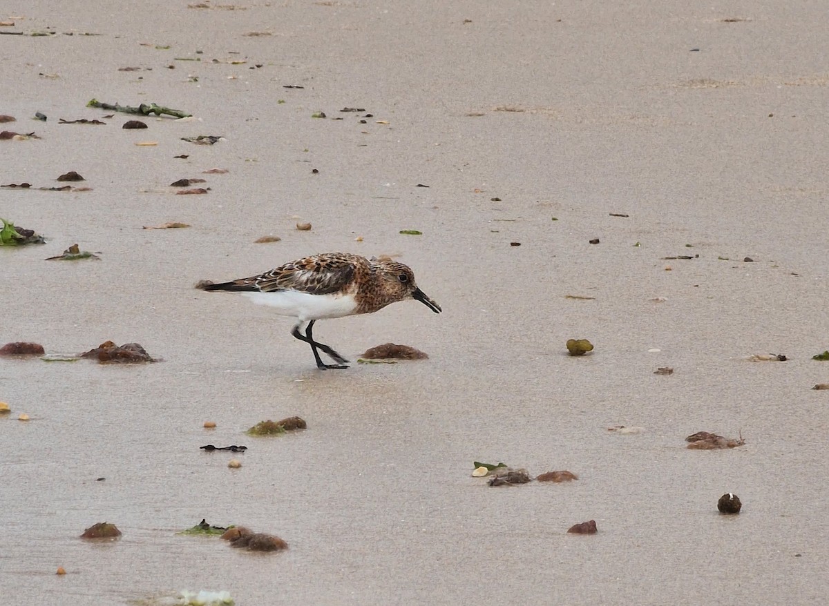 Sanderling - ML620481673