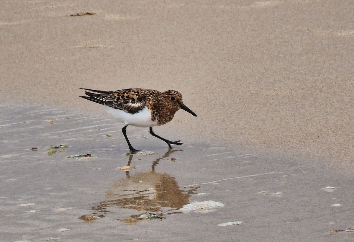 Sanderling - ML620481674