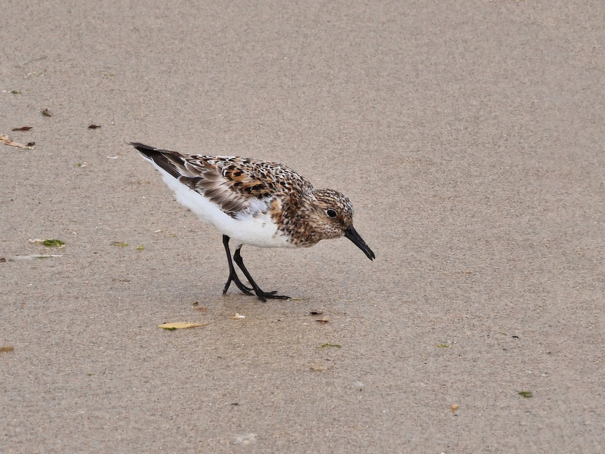 Sanderling - ML620481675