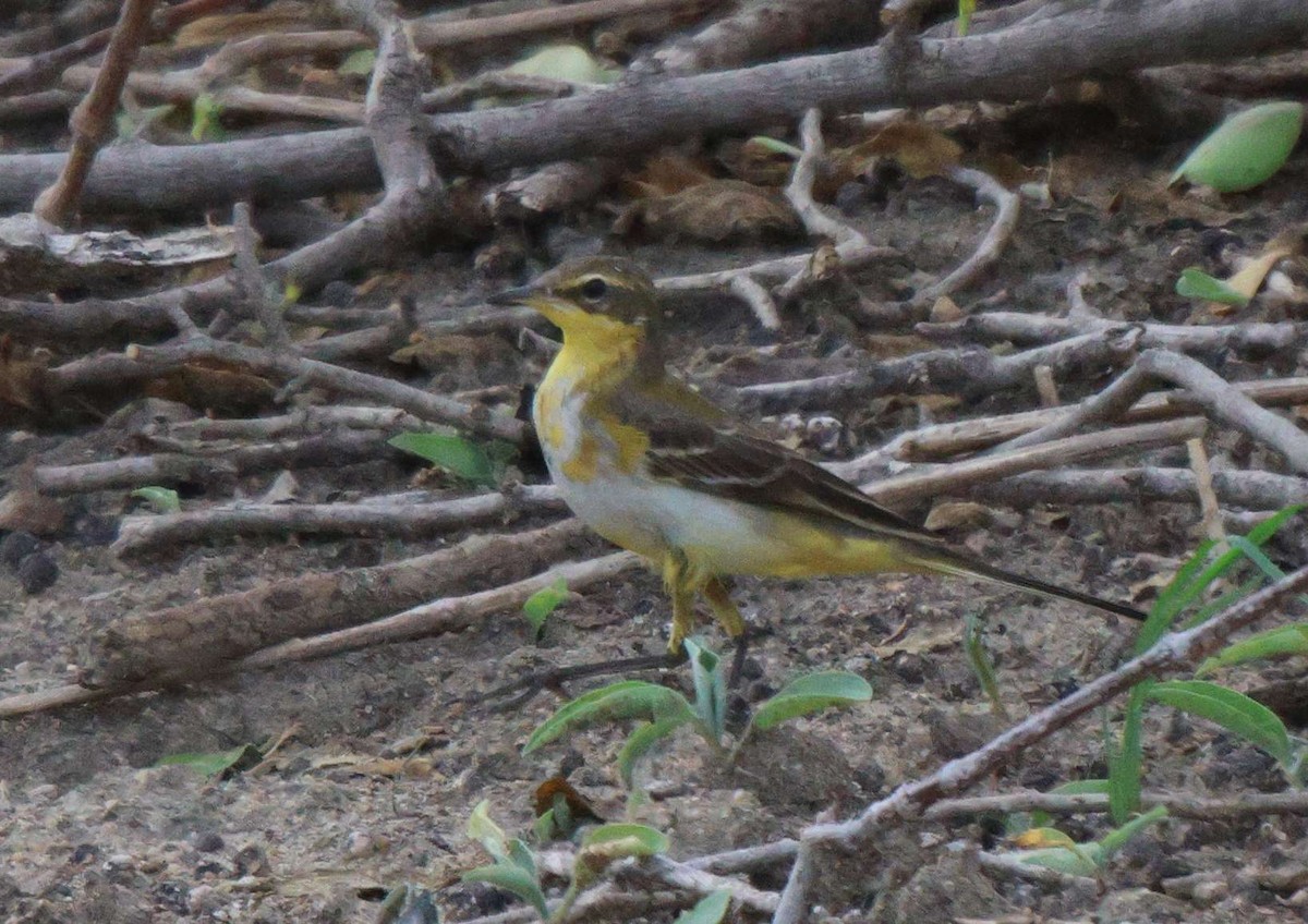 Western Yellow Wagtail - ML620481681