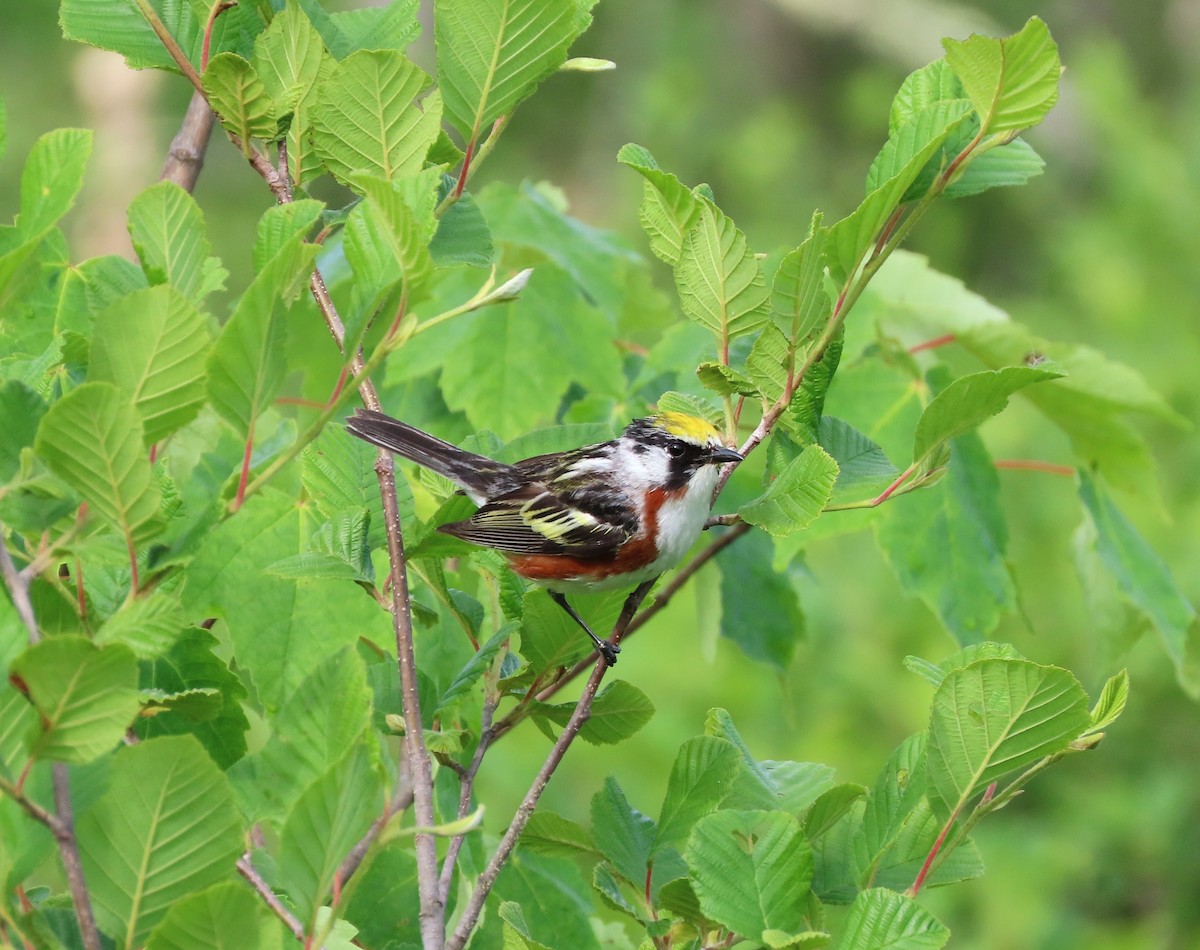 Chestnut-sided Warbler - tom aversa