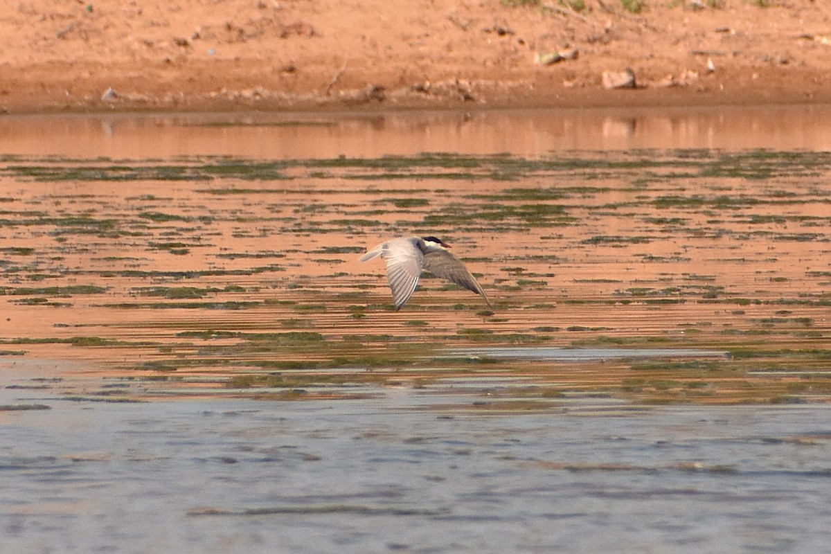 Whiskered Tern - ML620481686