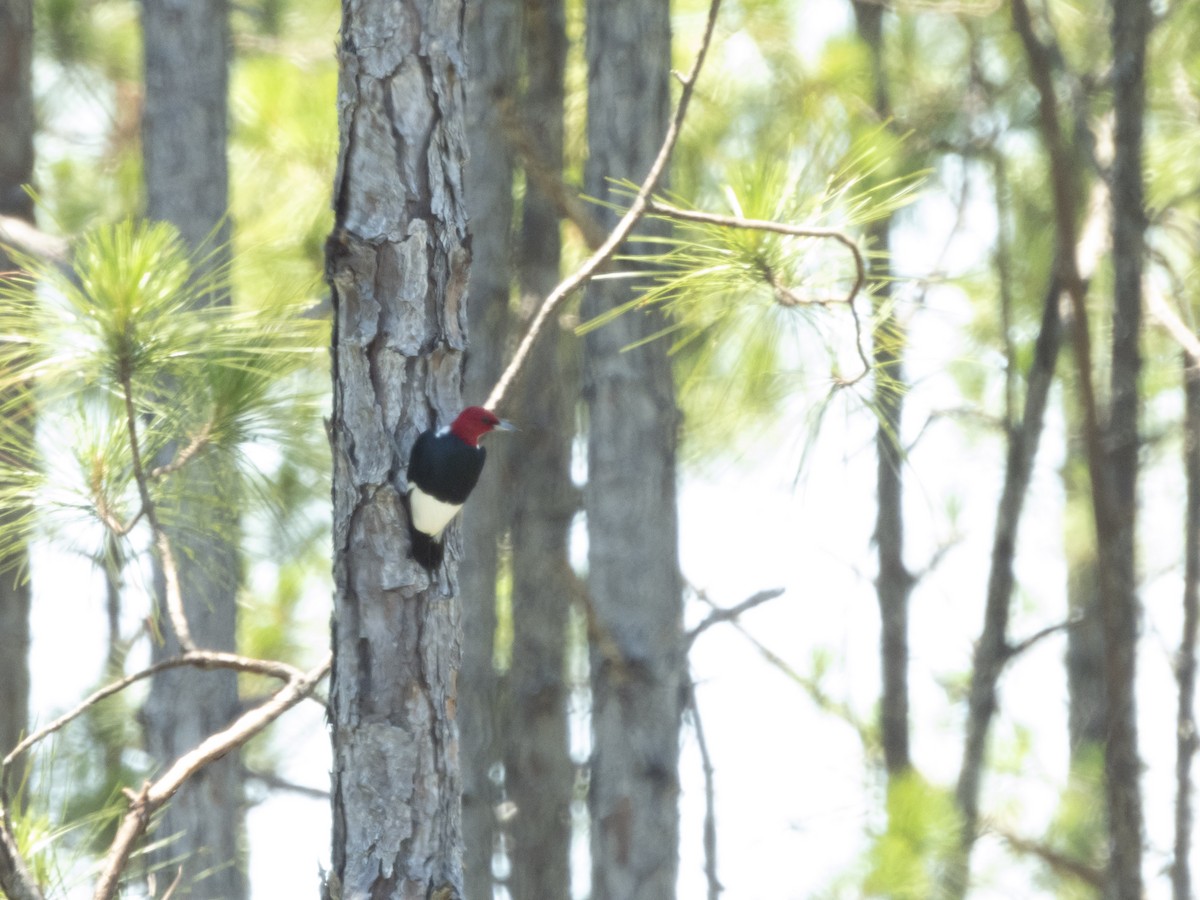 Red-headed Woodpecker - ML620481694