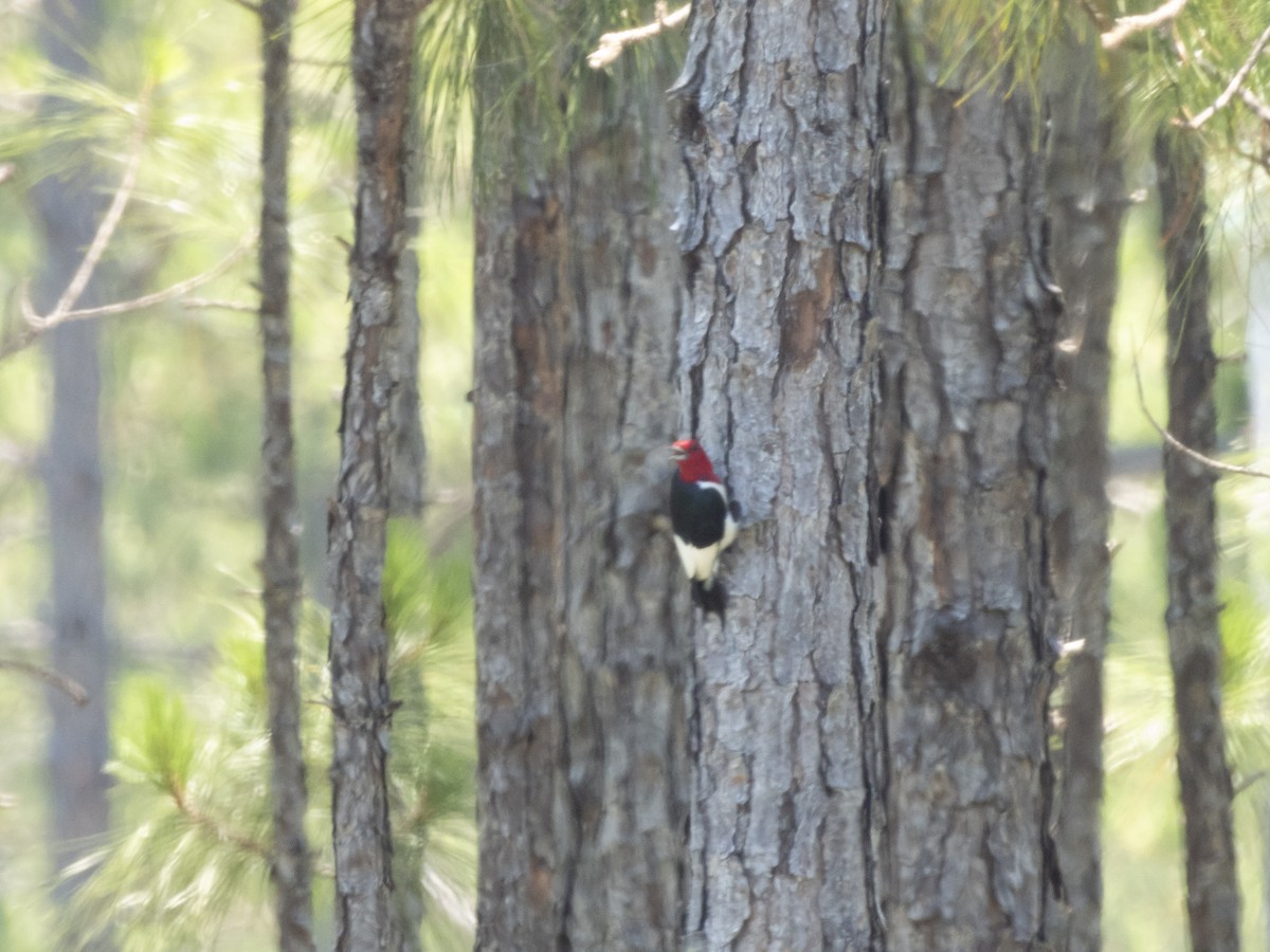 Red-headed Woodpecker - ML620481695