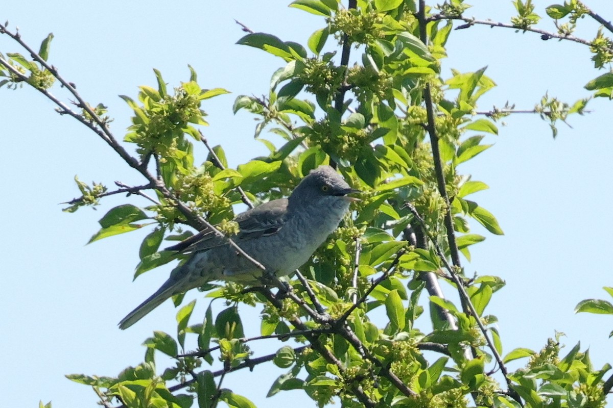 Barred Warbler - ML620481697