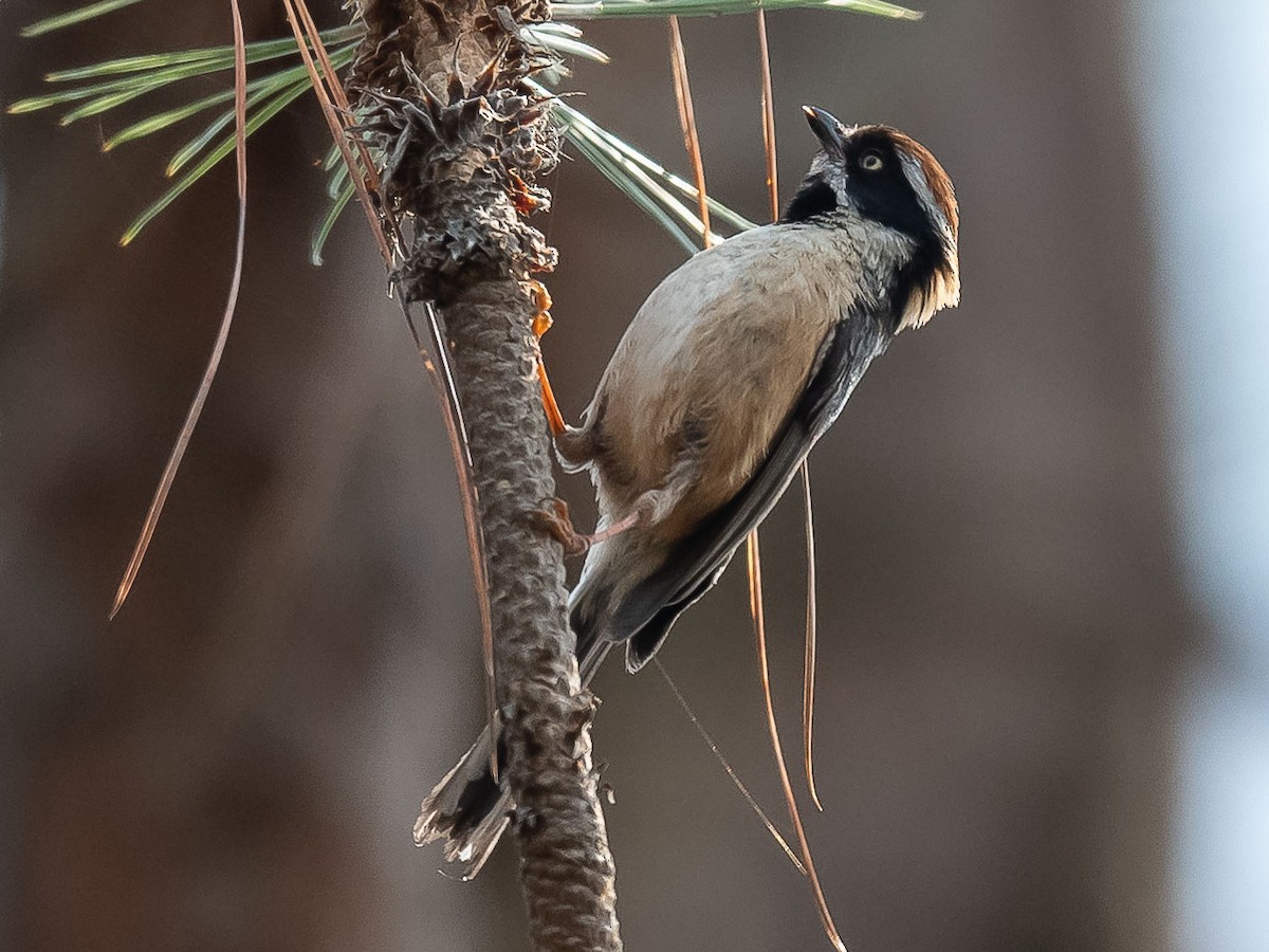 Black-throated Tit - ML620481702