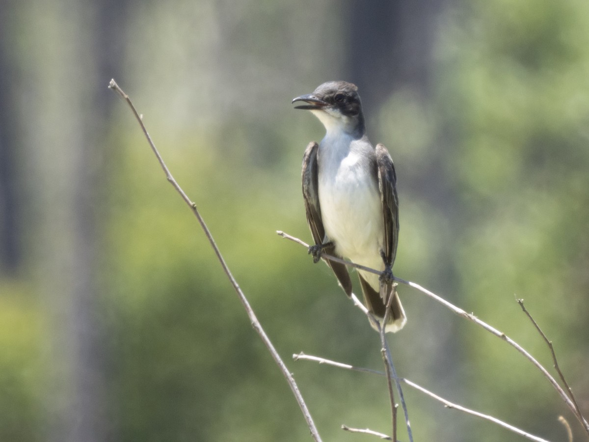 Eastern Kingbird - ML620481704