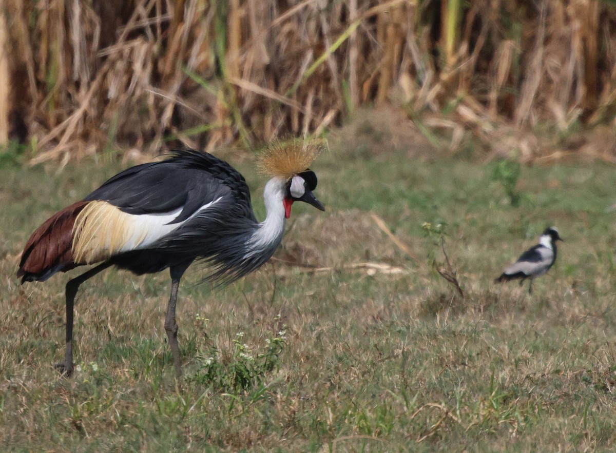 Gray Crowned-Crane - ML620481707