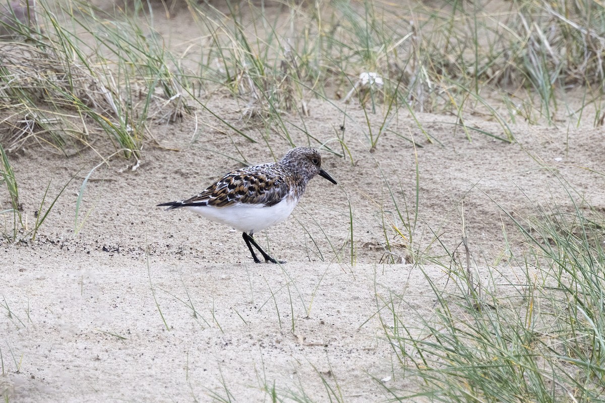 Bécasseau sanderling - ML620481708