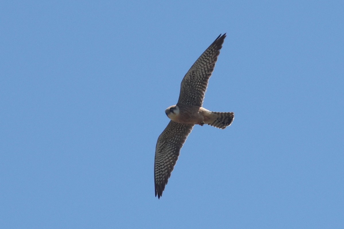 Red-footed Falcon - ML620481714