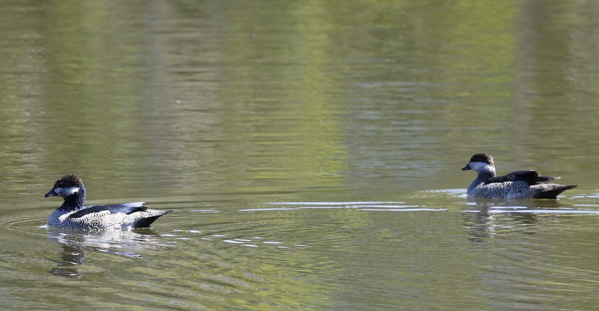 Green Pygmy-Goose - ML620481717