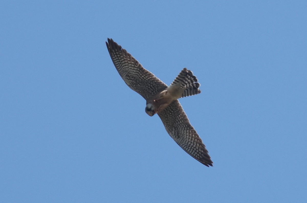 Red-footed Falcon - ML620481720