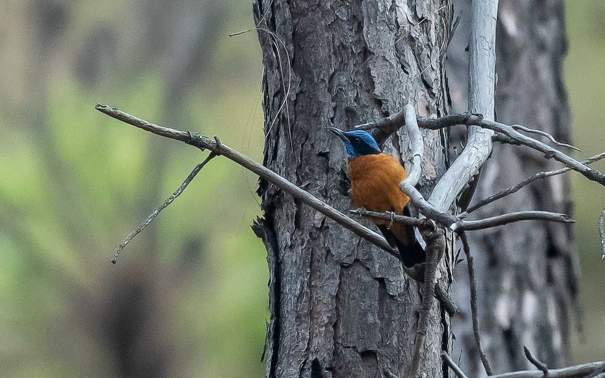 Blue-capped Rock-Thrush - ML620481721