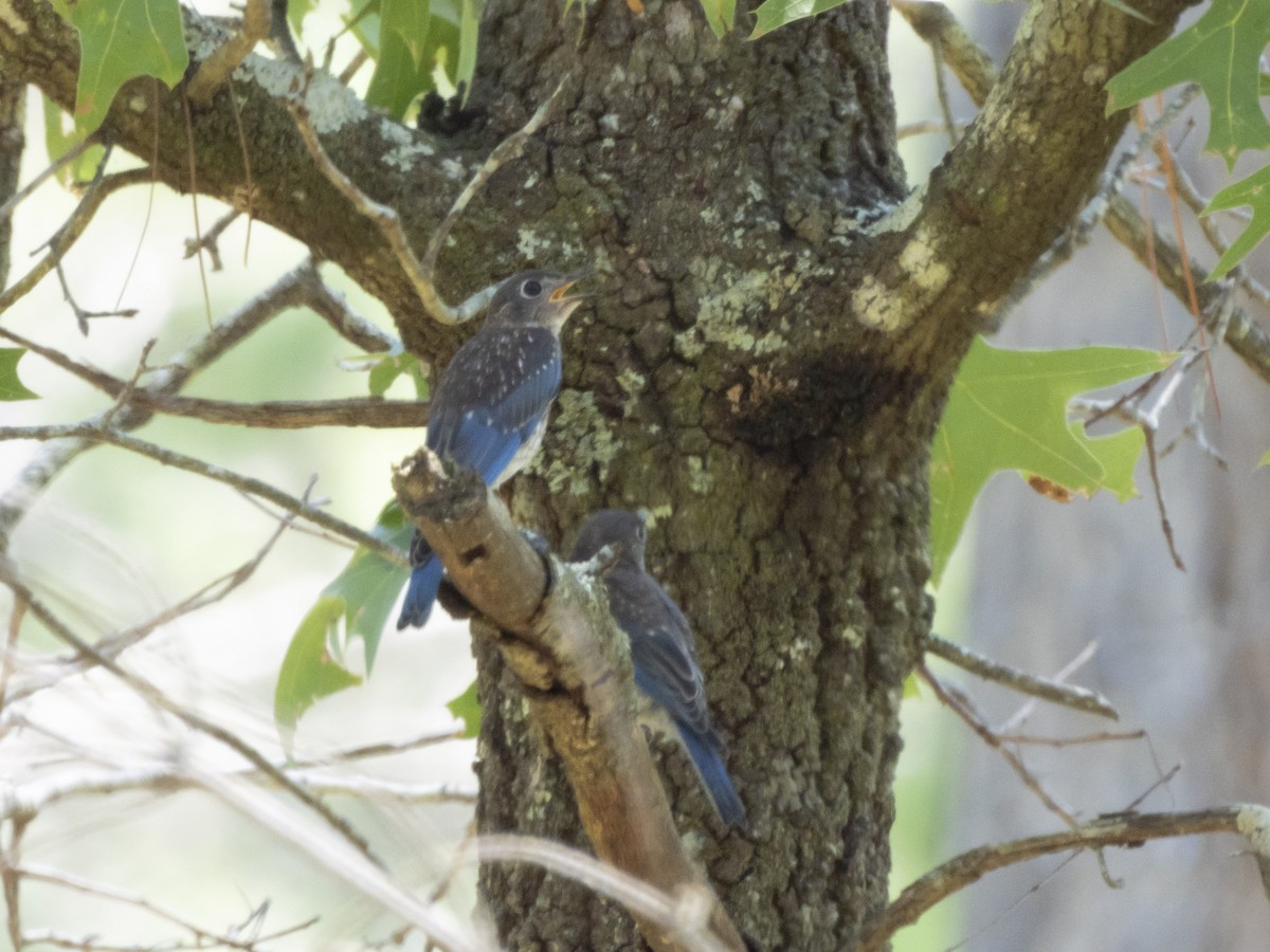 Eastern Bluebird - ML620481723