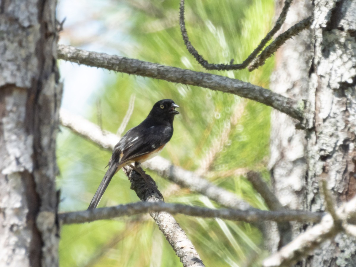 Eastern Towhee - ML620481727