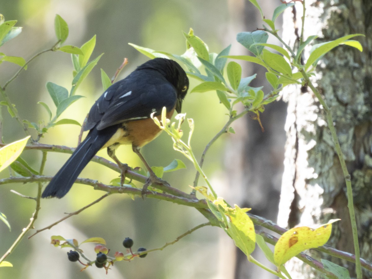 Eastern Towhee - ML620481728