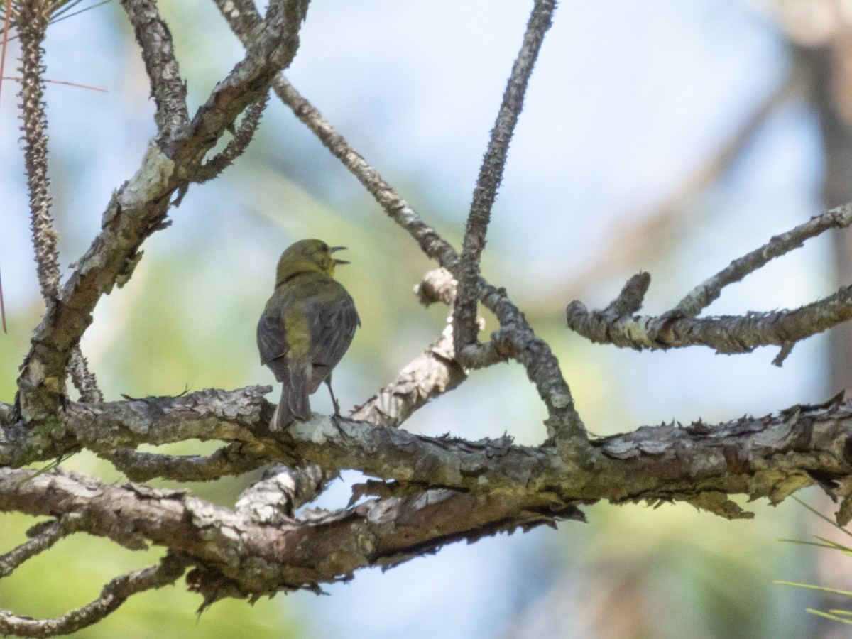 Pine Warbler - Carol Bailey-White