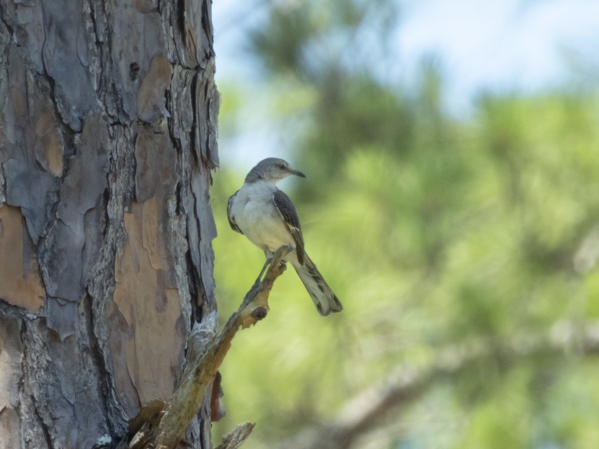 Northern Mockingbird - Carol Bailey-White