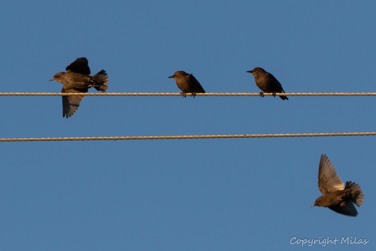 Spotless Starling - ML620481734