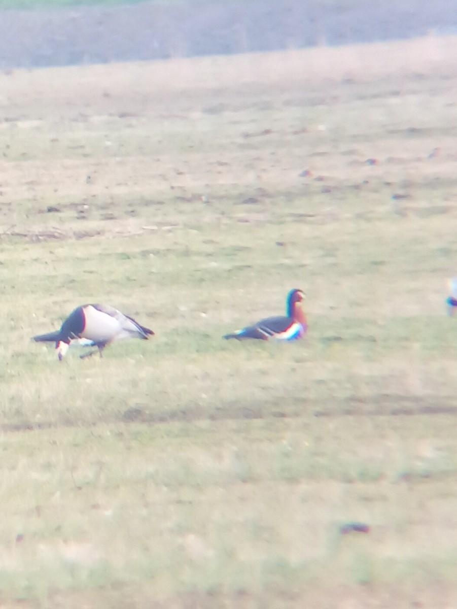 Red-breasted Goose - ML620481741