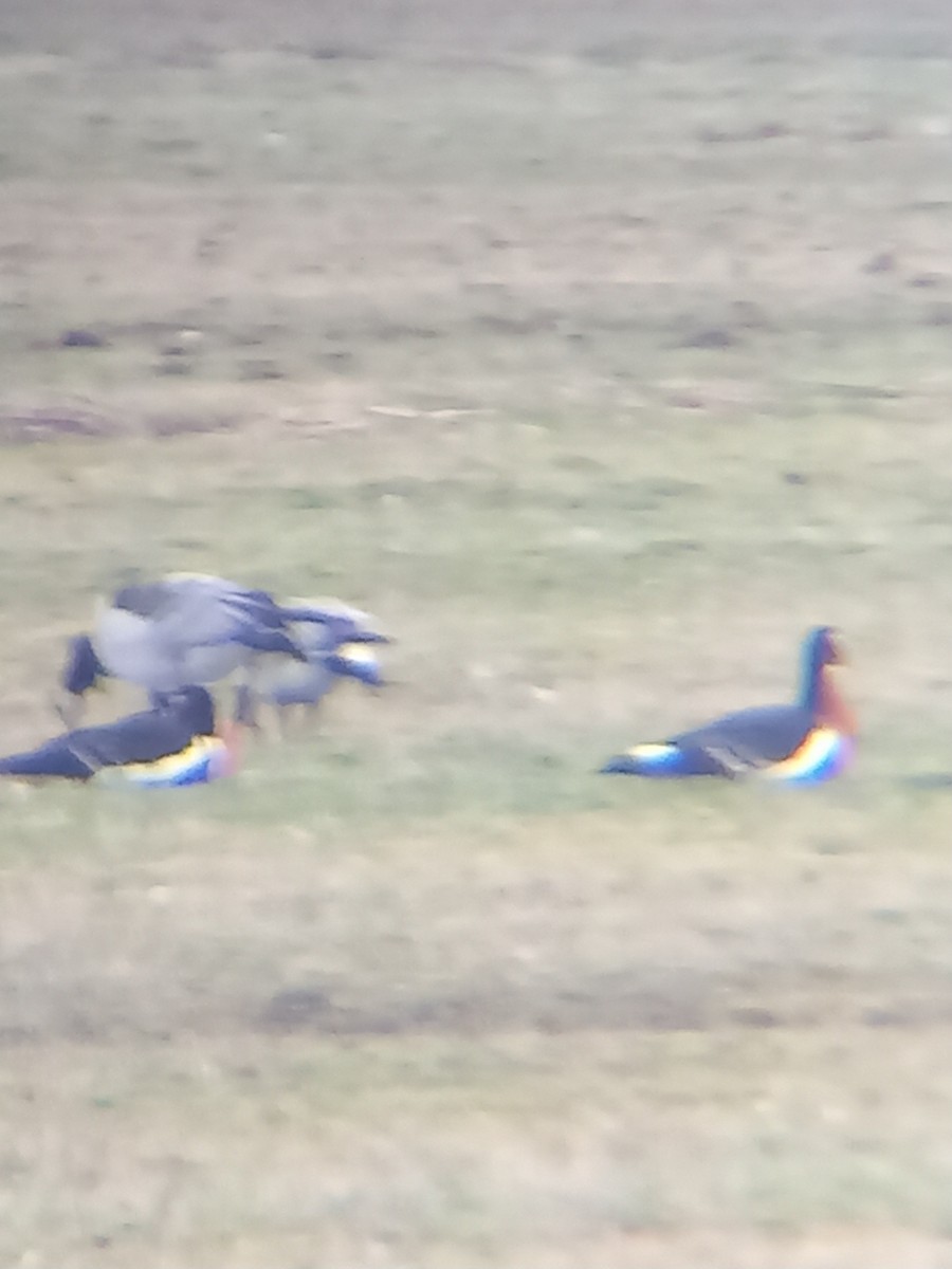 Red-breasted Goose - ML620481742