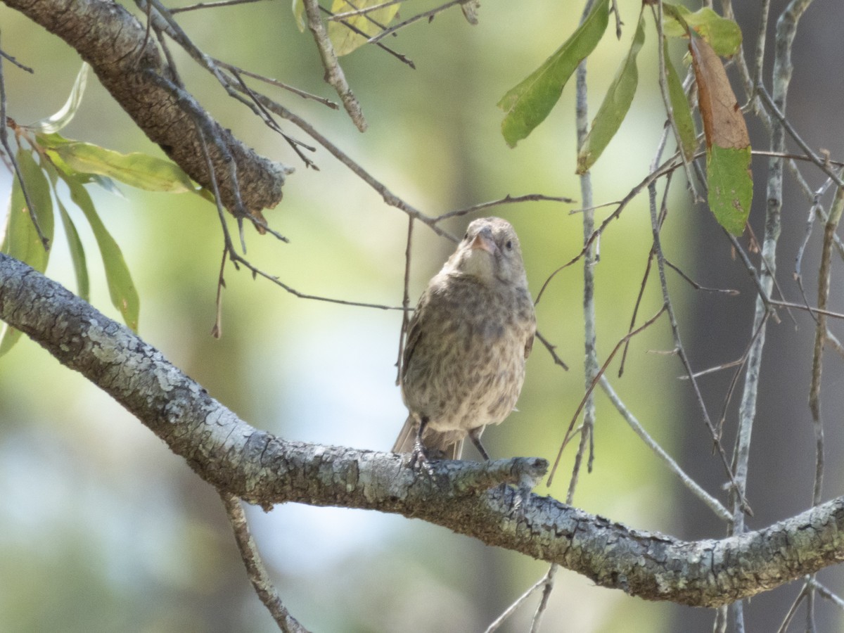 Passerin indigo - ML620481746