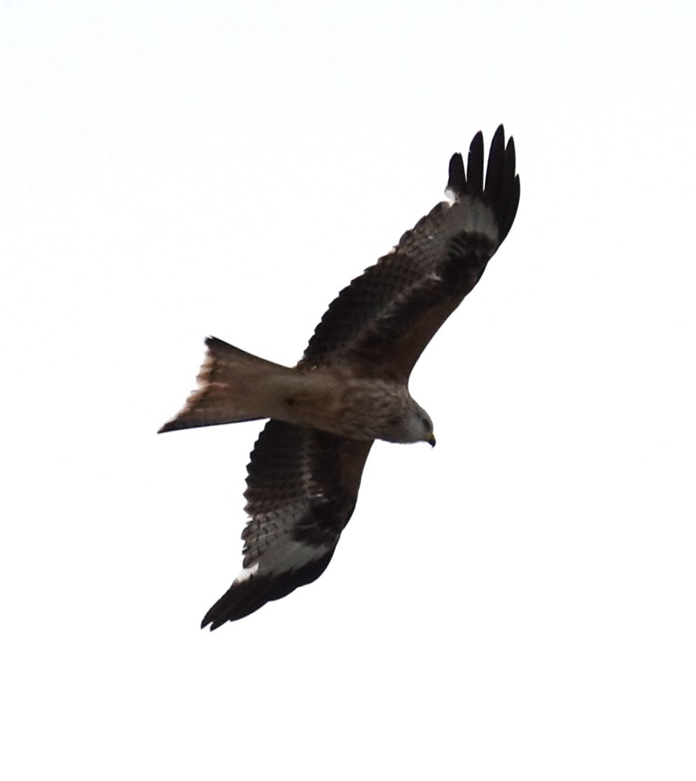 Red Kite - ML620481754