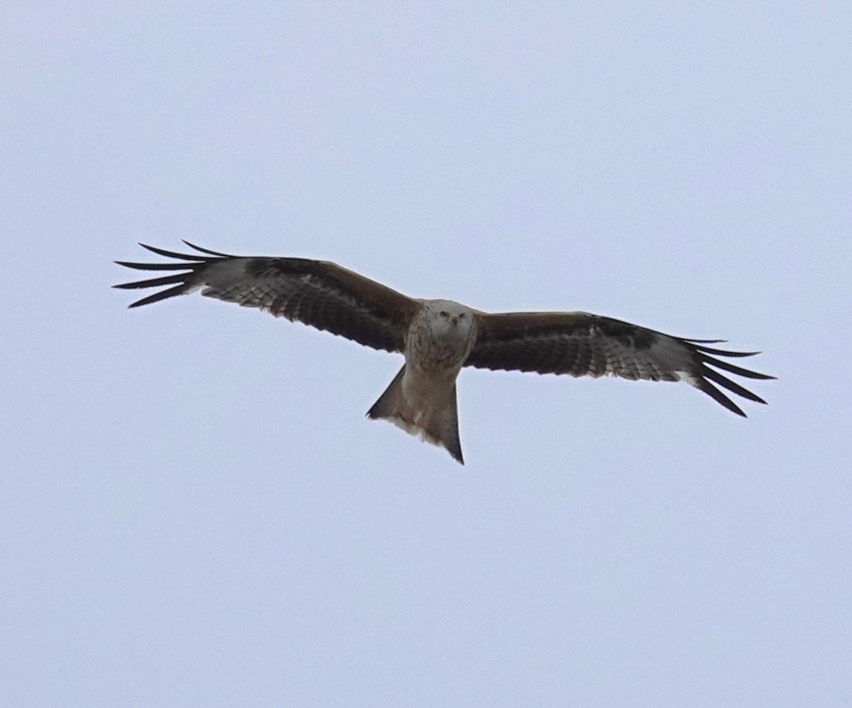 Red Kite - ML620481755