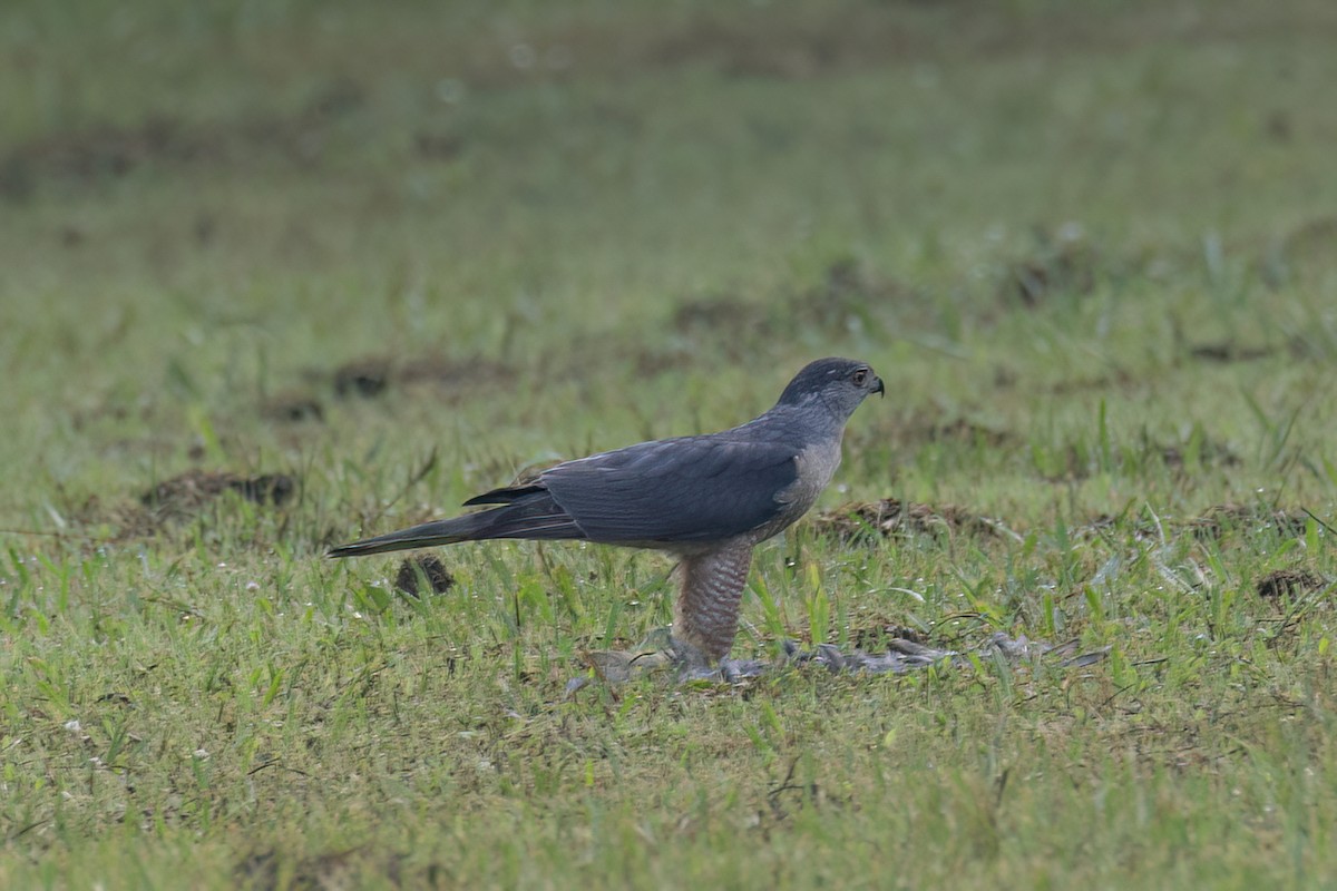 Cooper's Hawk - ML620481758