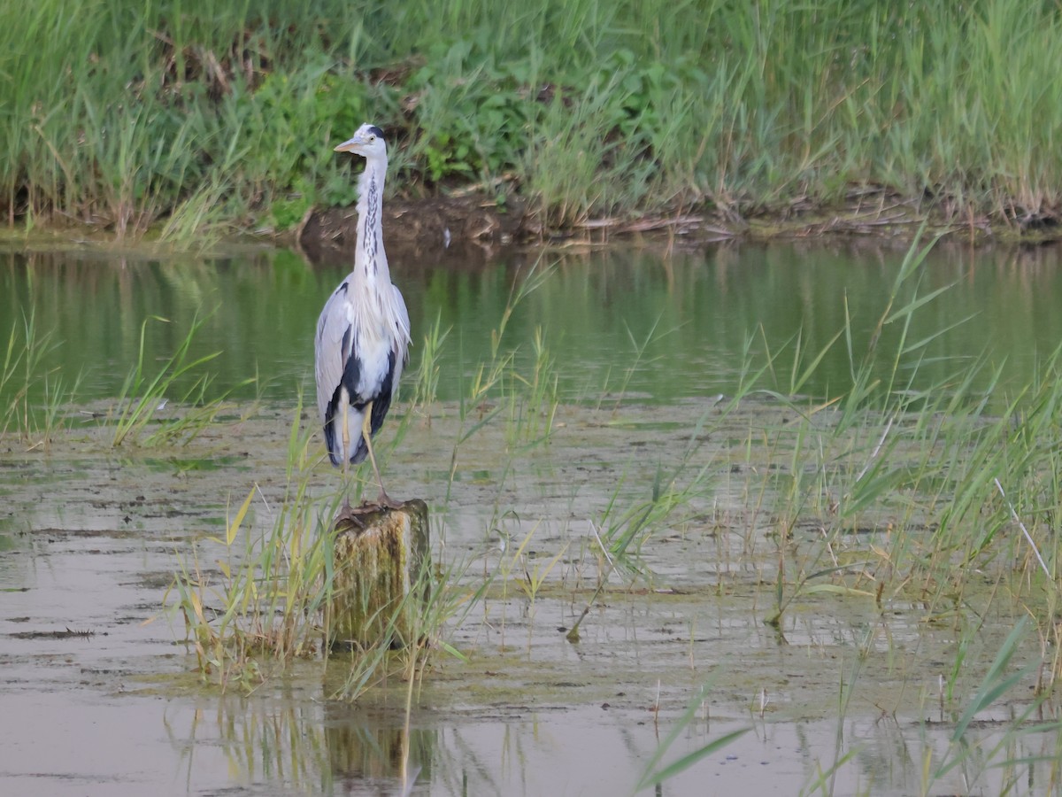 Gray Heron - Toby Austin