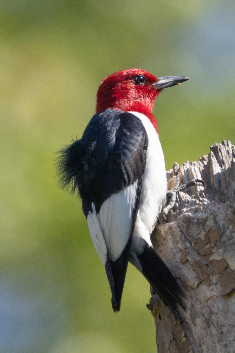 Red-headed Woodpecker - ML620481768