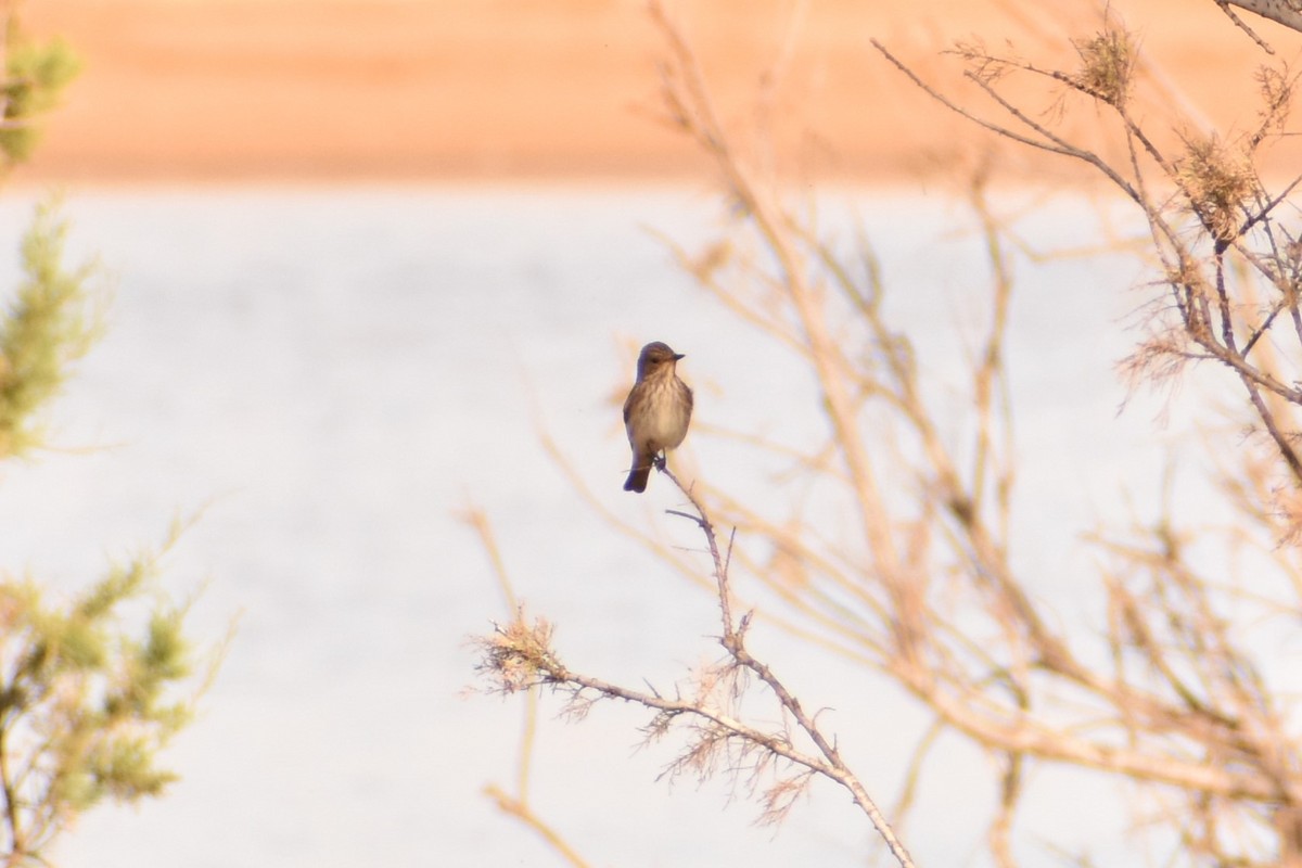 Spotted Flycatcher - ML620481771