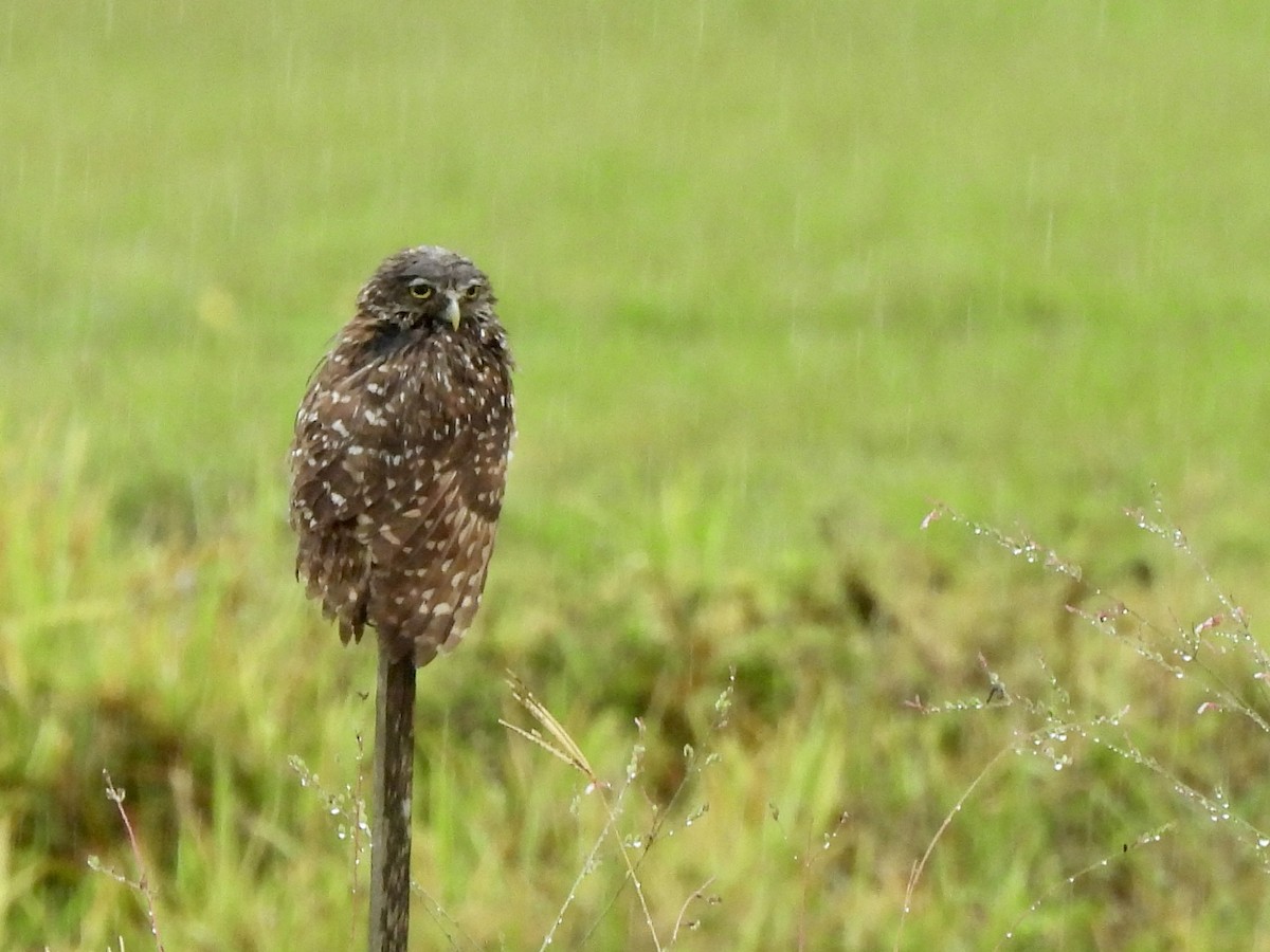 Burrowing Owl - ML620481772