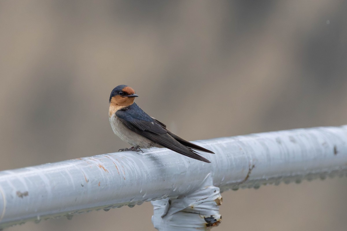 Pacific Swallow - ML620481775