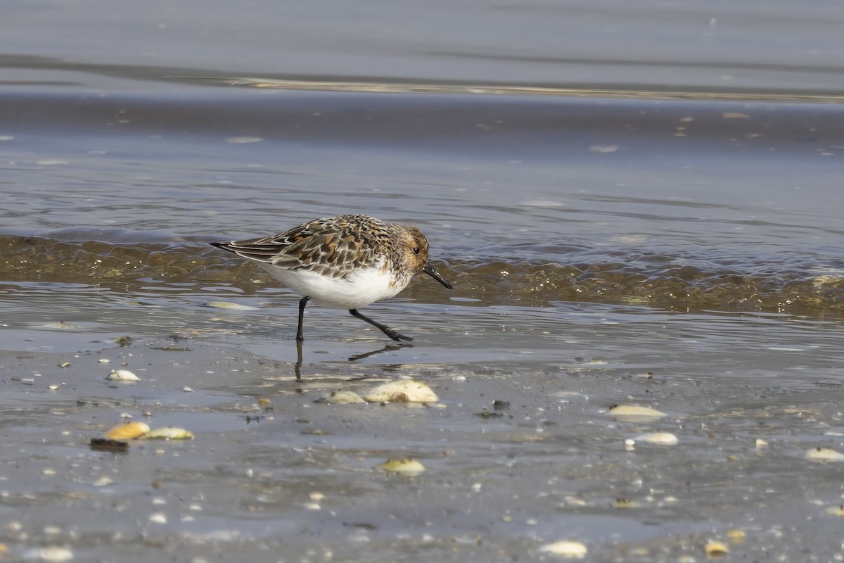 Sanderling - ML620481776